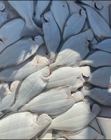 A cooler full of cleaned halibut fillets